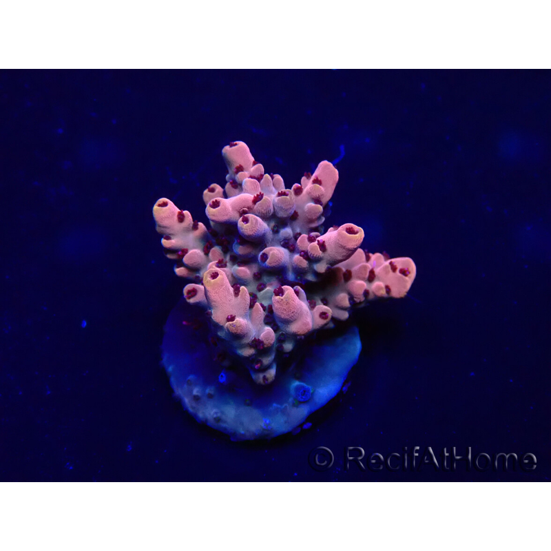 WYSIWYG Acropora Marikultur akklimatisiert LED