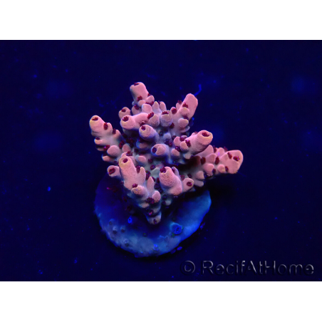 WYSIWYG Acropora Marikultur akklimatisiert LED