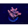 WYSIWYG Acropora 15G2 Mariculture acclimaté led
