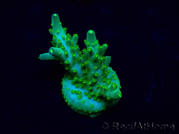 WYSIWYG Acropora 15G3 Australia acclimatata a LED