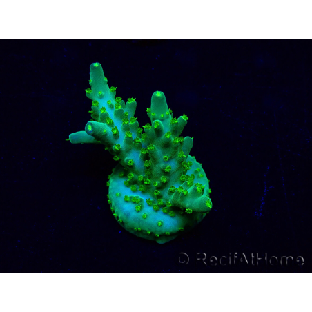 WYSIWYG Acropora 15G3 Australia acclimated LED