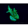 WYSIWYG Acropora 15G3 Mariculture acclimaté led