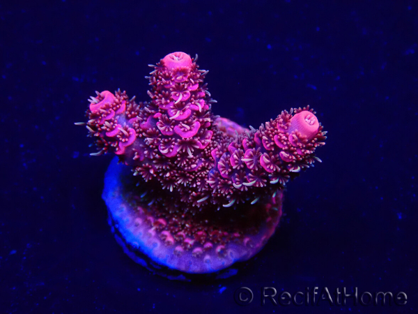 WYSIWYG Acropora Australie acclimaté led