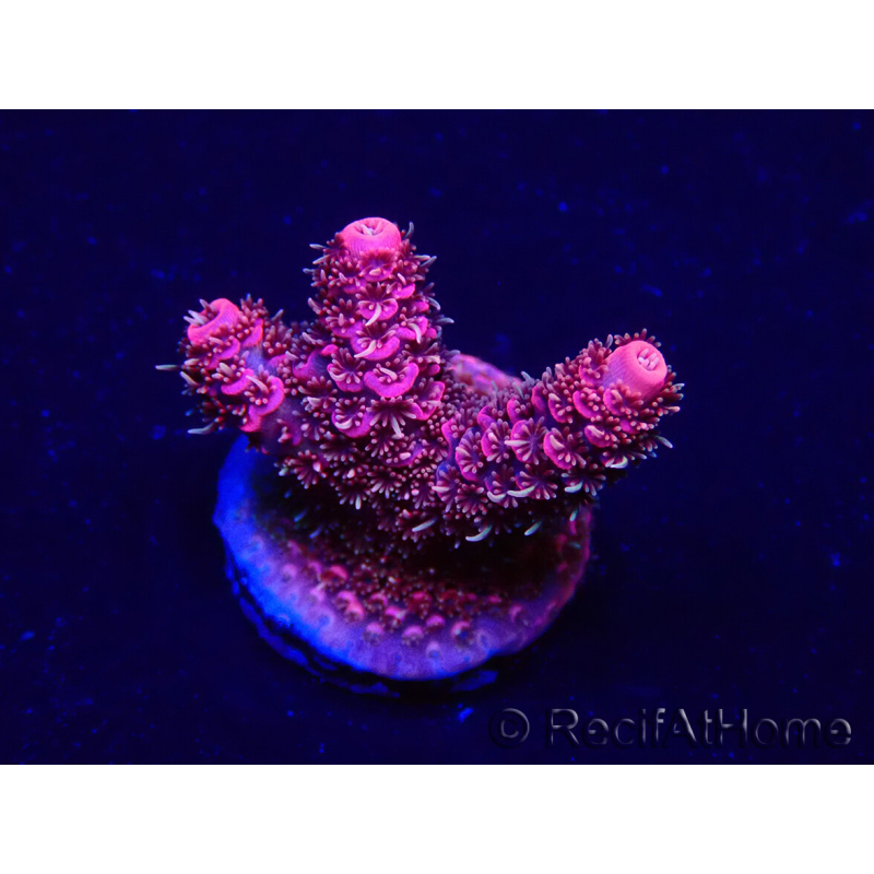 WYSIWYG Acropora millepora 15G5 Mariculture acclimaté led