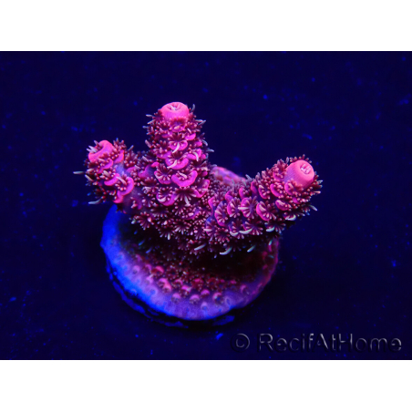 WYSIWYG Acropora Australien akklimatisiert LED