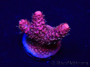 WYSIWYG Acropora Australie acclimaté led