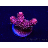 WYSIWYG Acropora millepora 15G5 Mariculture acclimaté led