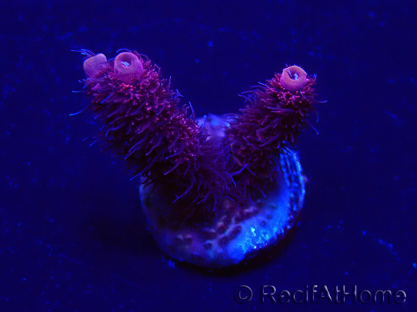 WYSIWYG Acropora 15G6 acclimated LED