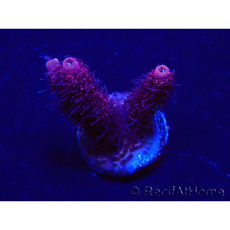 WYSIWYG Acropora 15G6 Mariculture acclimaté led