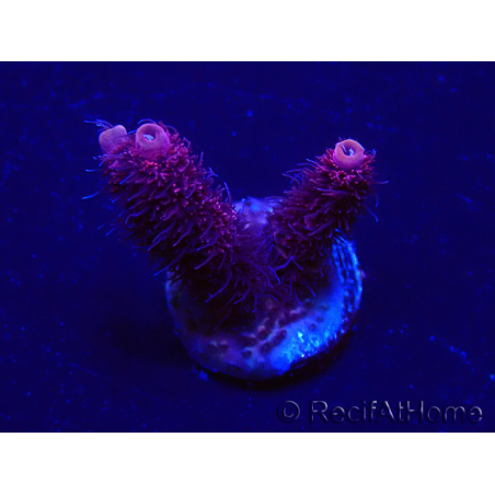 WYSIWYG Acropora akklimatisiert LED