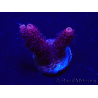 WYSIWYG Acropora 15G6 Mariculture acclimaté led