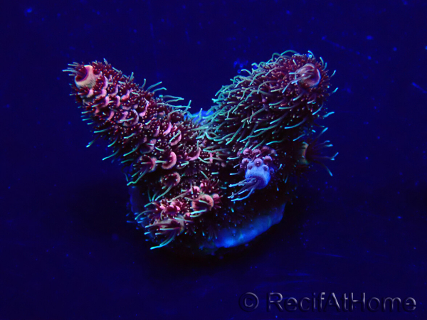 WYSIWYG Acropora 15G7 Mariculture acclimated LED