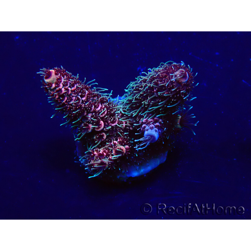 WYSIWYG Acropora 15G7 Maricultura aclimatada led