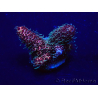 WYSIWYG Acropora 15G7 Maricultura aclimatada led