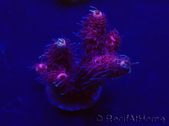 WYSIWYG Acropora Marikultur akklimatisiert LED