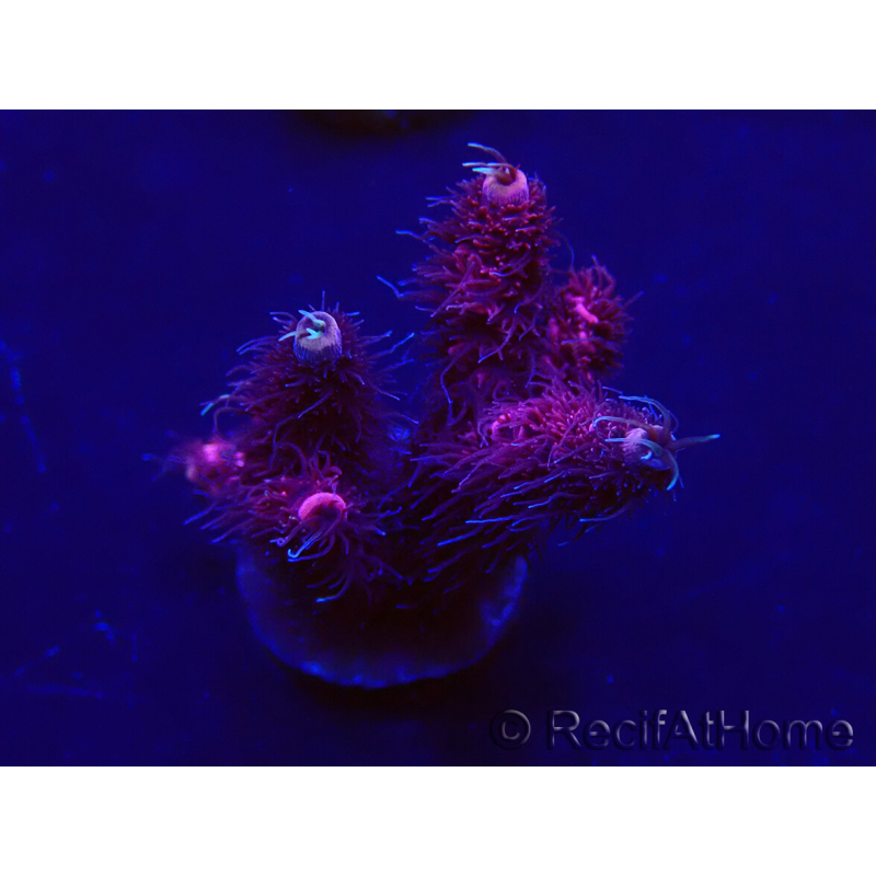 WYSIWYG Acropora 15G8 Mariculture acclimated LED