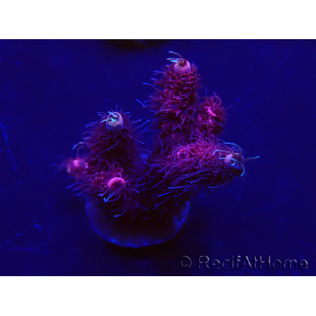 WYSIWYG Acropora 15G8 Maricultura aclimatado led