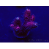 WYSIWYG Acropora 15G8 Mariculture acclimated LED