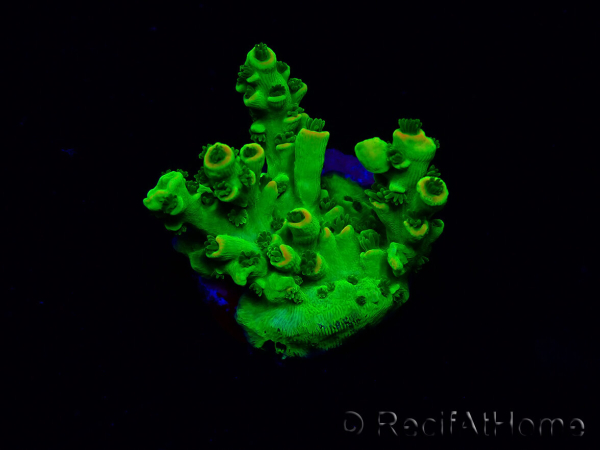 WYSIWYG Acropora Australien akklimatisiert LED