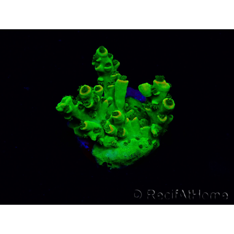 WYSIWYG Acropora tenuis 15G9 Mariculture acclimaté led