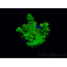 WYSIWYG Acropora tenuis 15G9 Mariculture acclimaté led