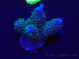 WYSIWYG Acropora 15G10 Mariculture acclimaté led