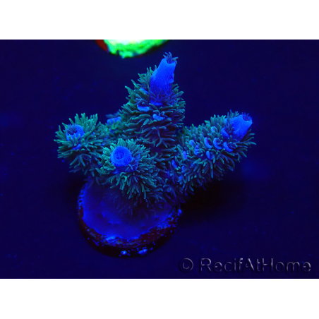 WYSIWYG Acropora 15G10 Mariculture acclimaté led
