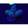 WYSIWYG Acropora 15G10 acclimated LED
