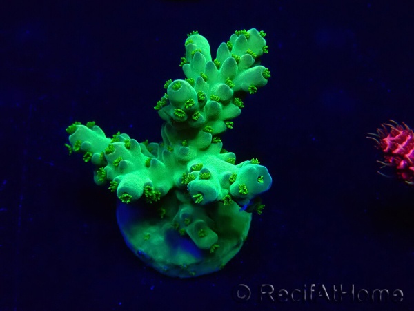 WYSIWYG Acropora Mariculture acclimated LED
