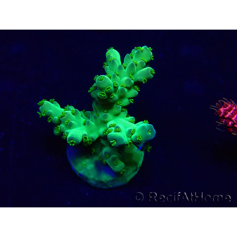 WYSIWYG Acropora granulosa 15G11 Mariculture acclimaté led