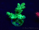 WYSIWYG Acropora Maricoltura acclimatata a LED
