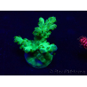 WYSIWYG Acropora granulosa 15G11 Mariculture acclimaté led