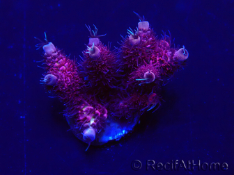 WYSIWYG Acropora Maricultuur geacclimatiseerd LED