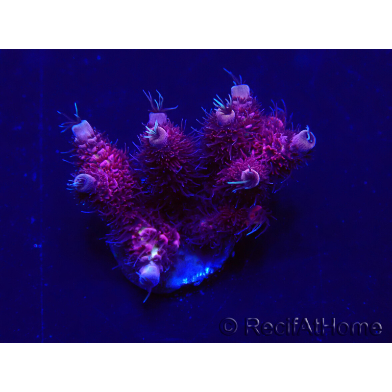 WYSIWYG Acropora Maricoltura acclimatata a LED
