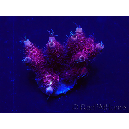WYSIWYG Acropora Maricultuur geacclimatiseerd LED