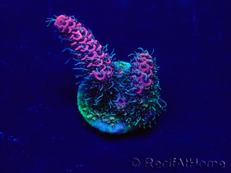 WYSIWYG Acropora millepora 15H2 Mariculture acclimaté led