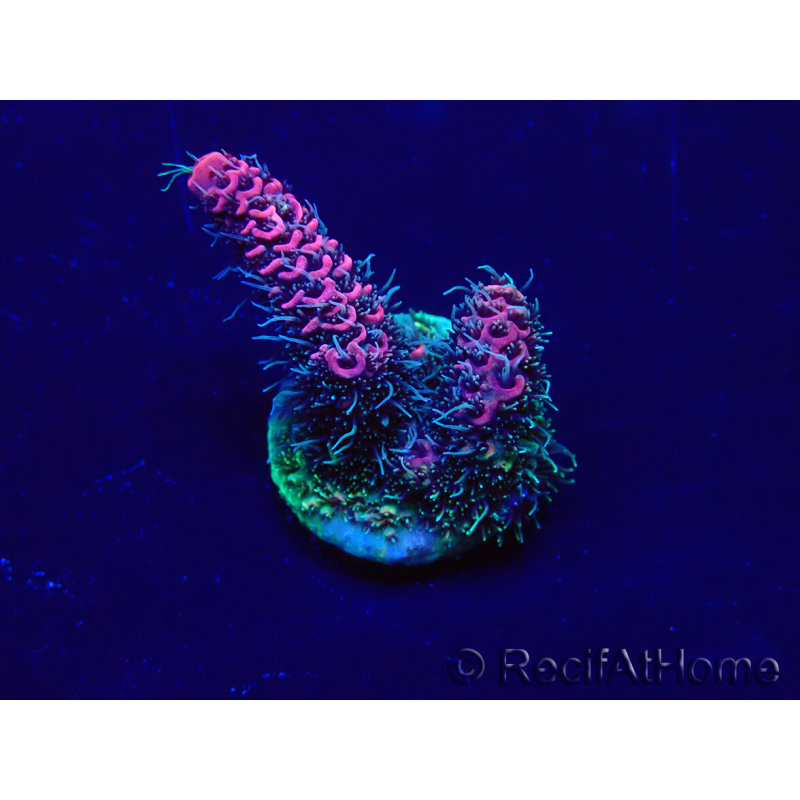 WYSIWYG Acropora millepora Maricultura aclimatada LED