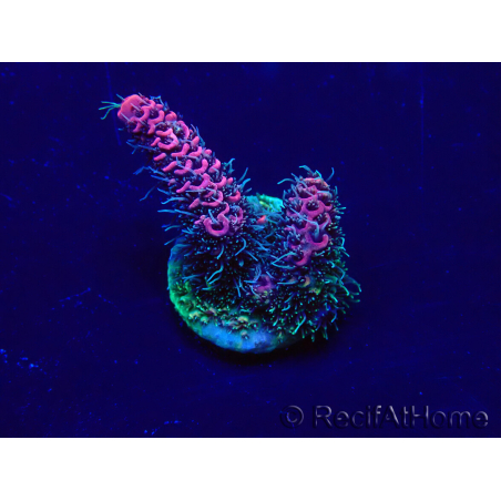 WYSIWYG Acropora millepora Maricultuur geacclimatiseerd LED