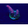 WYSIWYG Acropora millepora Maricoltura acclimatata a LED