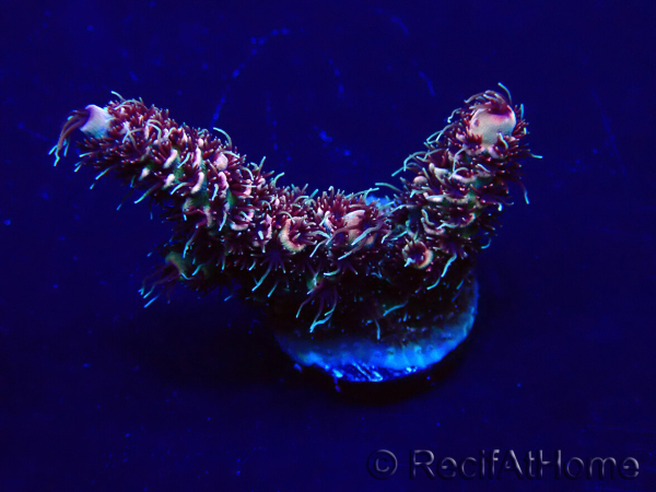 WYSIWYG Acropora millepora Maricoltura acclimatata a LED