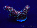WYSIWYG Acropora millepora Maricultuur geacclimatiseerd LED