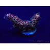WYSIWYG Acropora millepora 15H3 Mariculture acclimaté led