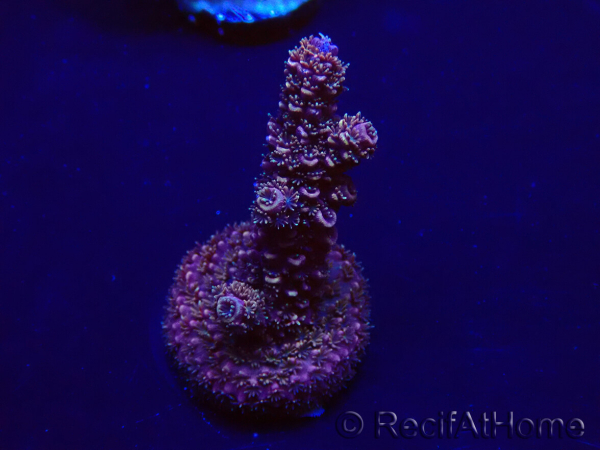 WYSIWYG Acropora 15H5 Mariculture acclimaté led