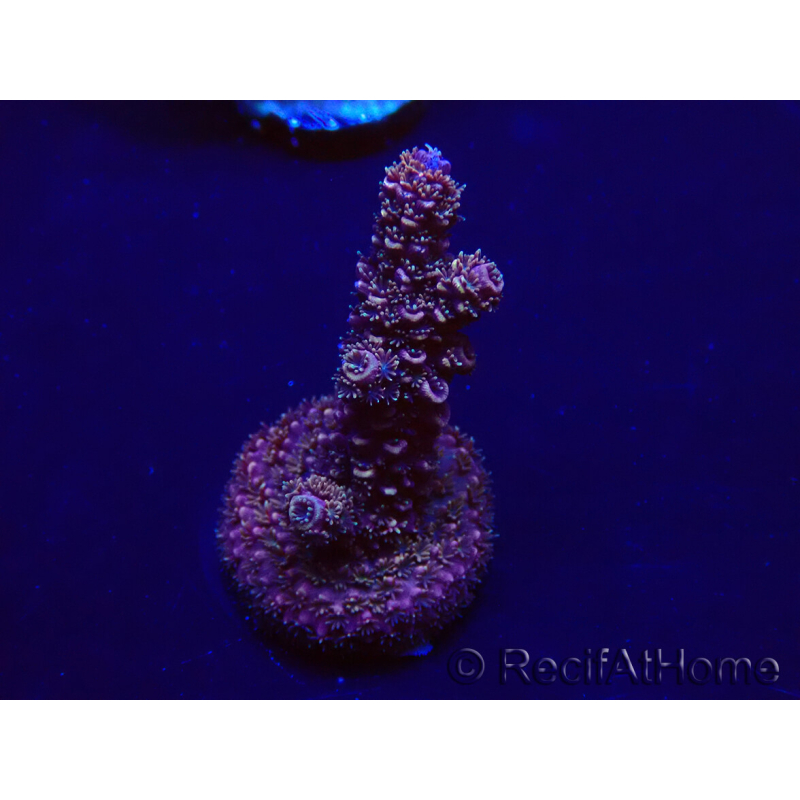 WYSIWYG Acropora 15H5 Mariculture acclimaté led