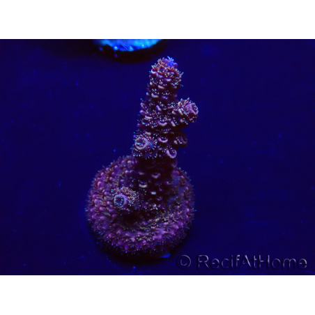 WYSIWYG Acropora 15H5 Mariculture acclimaté led