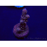 WYSIWYG Acropora Marikultur akklimatisiert LED