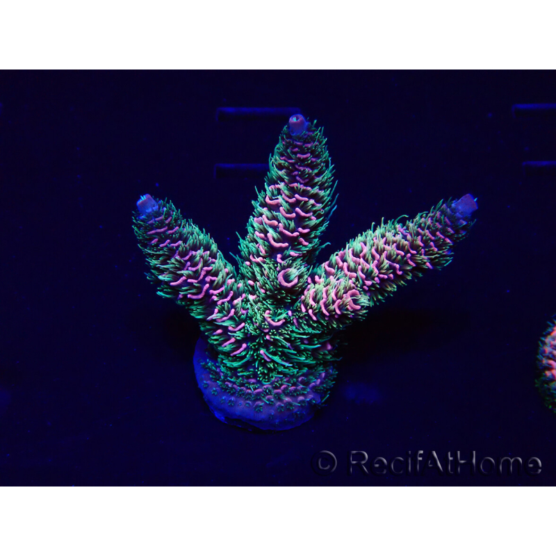 WYSIWYG Acropora 15H8 Mariculture acclimated LED