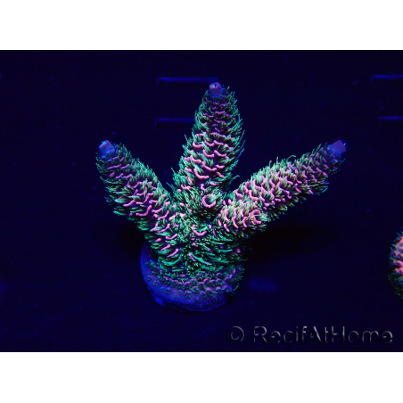 WYSIWYG Acropora 15H8 Mariculture acclimated LED