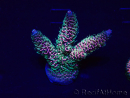 WYSIWYG Acropora Marikultur akklimatisiert LED