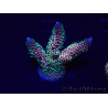 WYSIWYG Acropora 15H8 Maricoltura acclimatata a LED